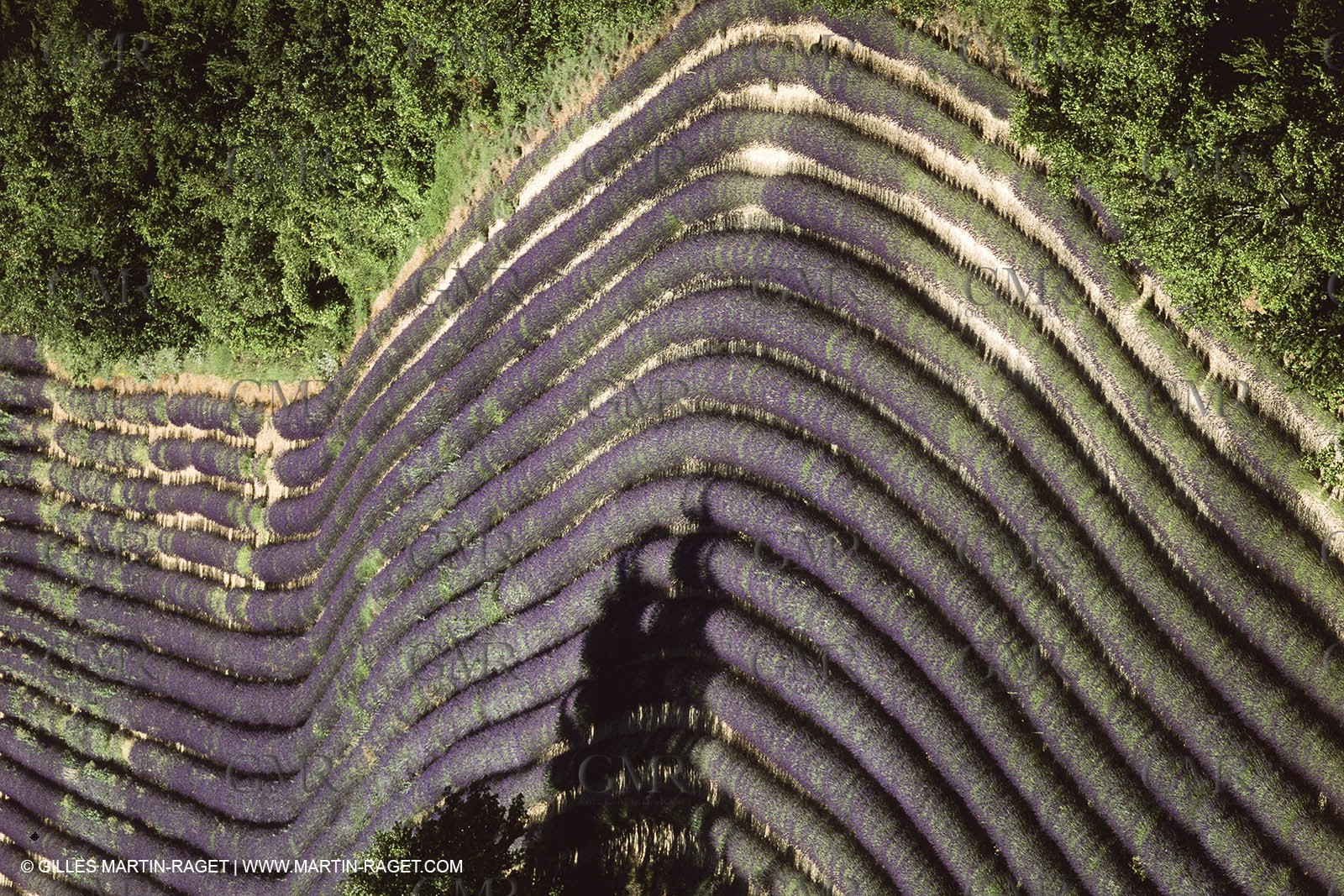 Juin 2005, Valensole (FRA,04) - Lavander fields