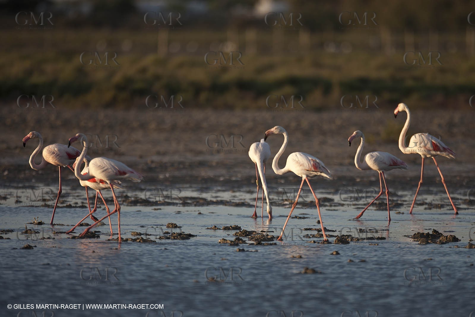 25 05 2011 - Les Saintes Maries de la Mer (FRA,13) - Fête des Gitans