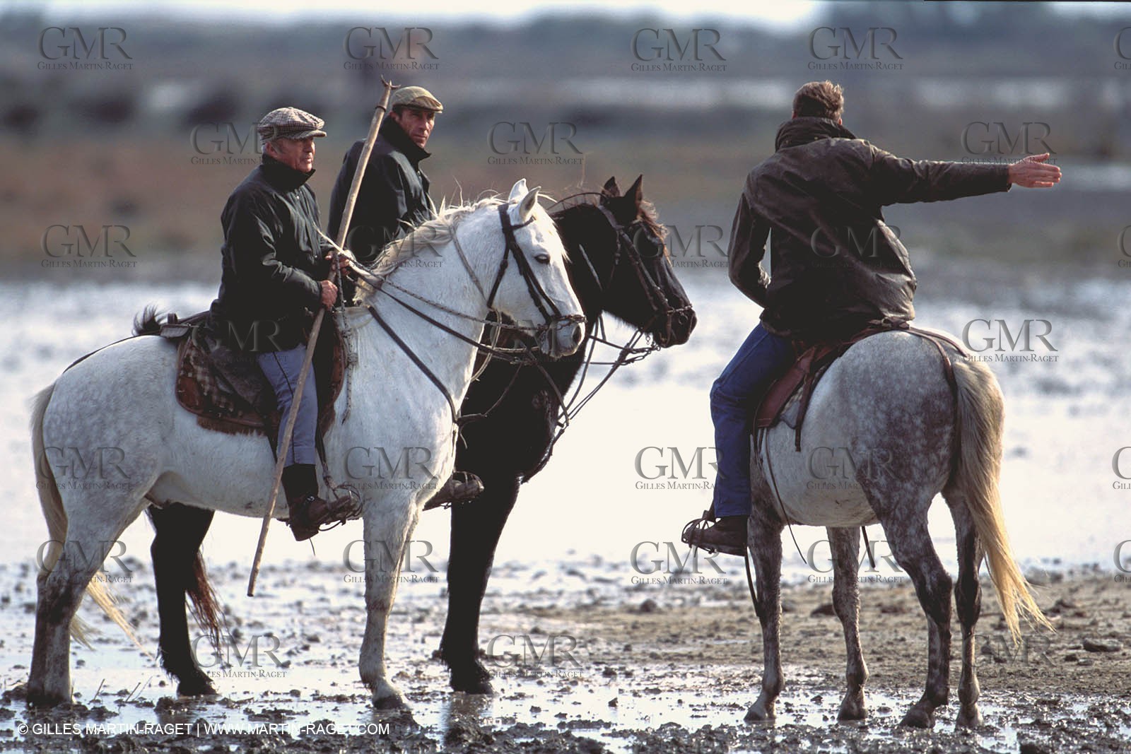 Camargue horses and bulls breeding