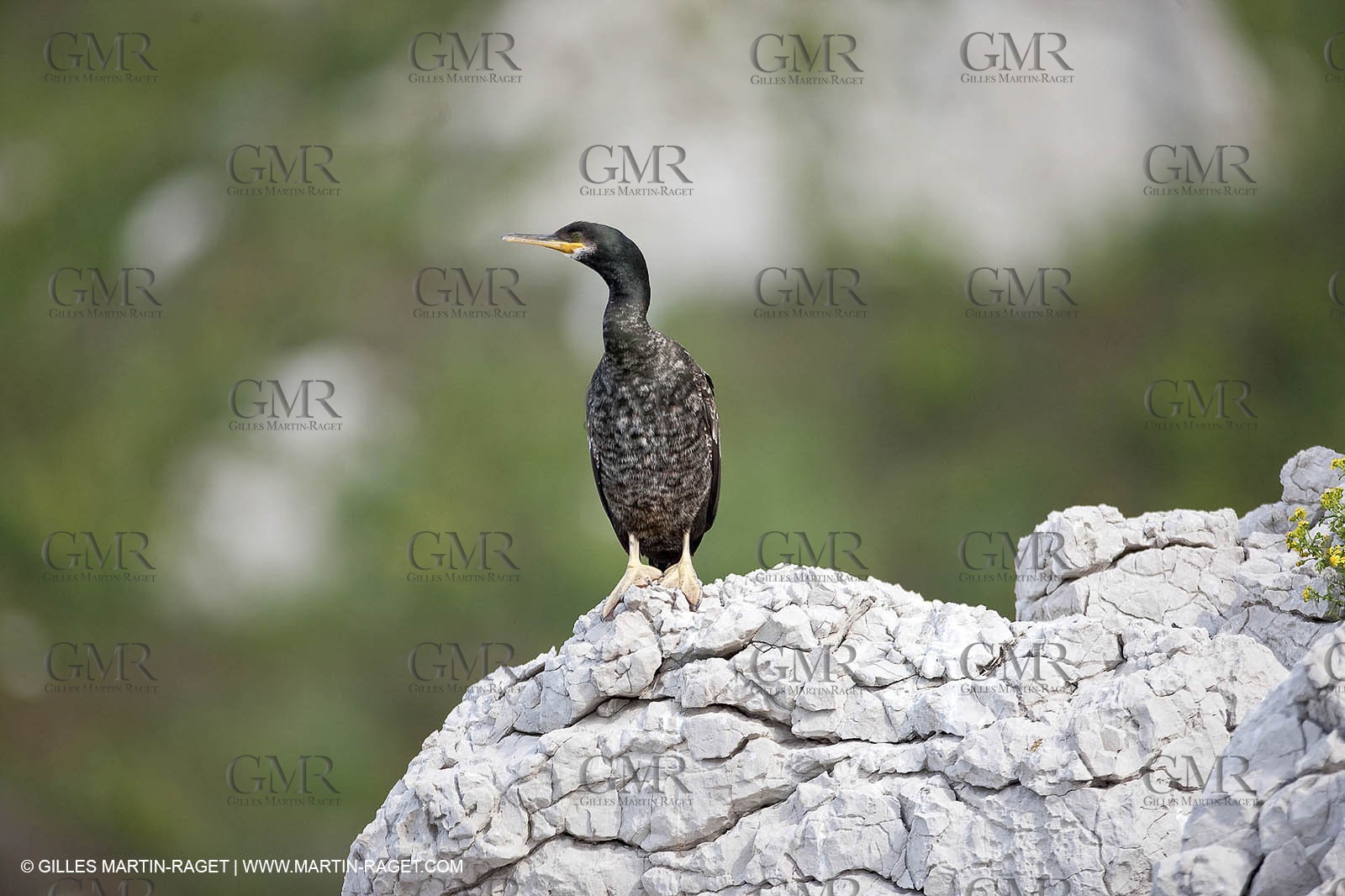 05 05 2009 - Marseille (FRA, 13) - Les Calanques - Riou island