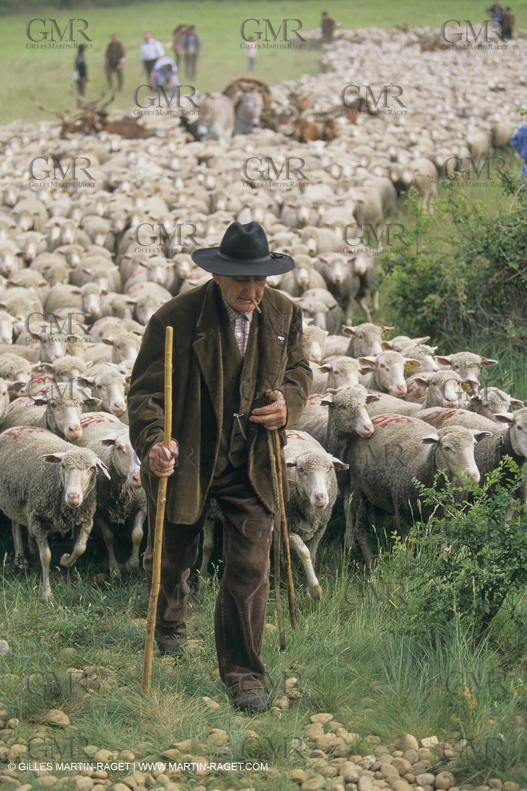 France, Provence, Moutons, bergers, élevage, transhumance