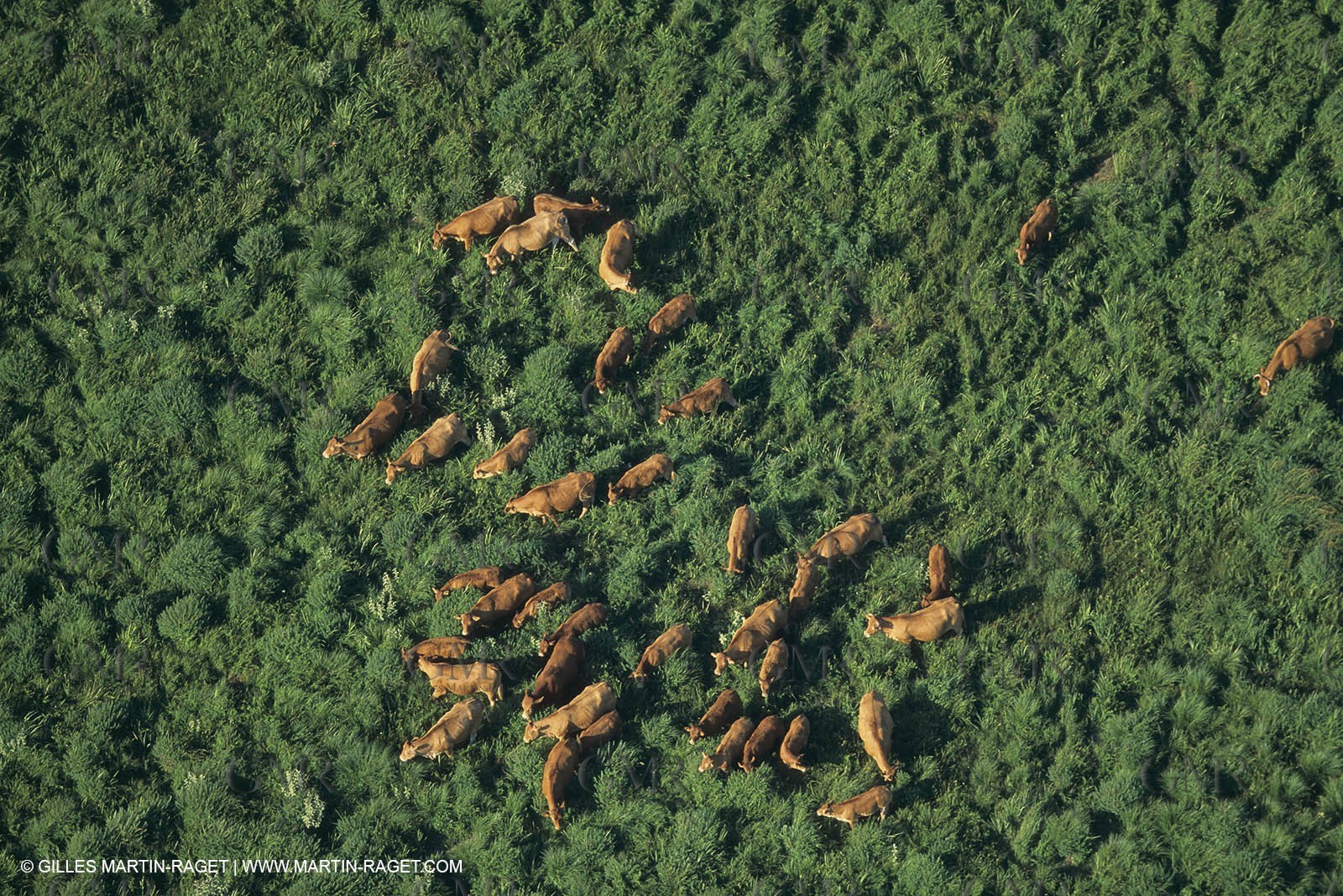 France, Provence, Camargue, Taureaux