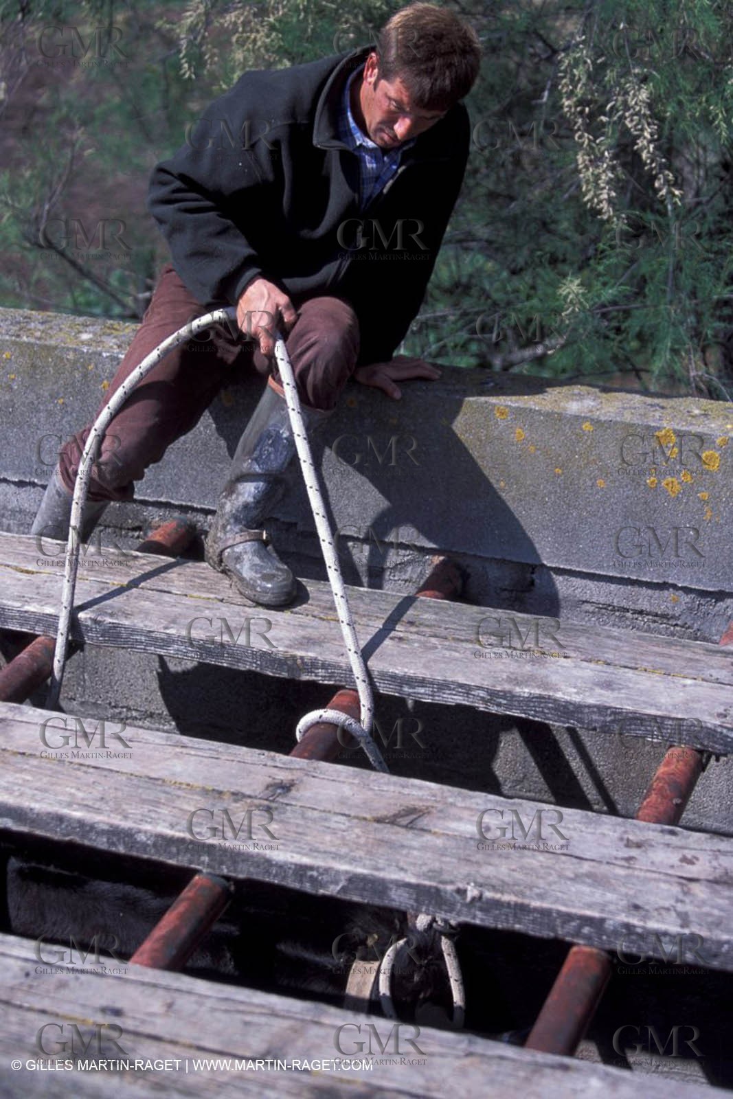 Arles - Camargue gardians (cow boys) at work