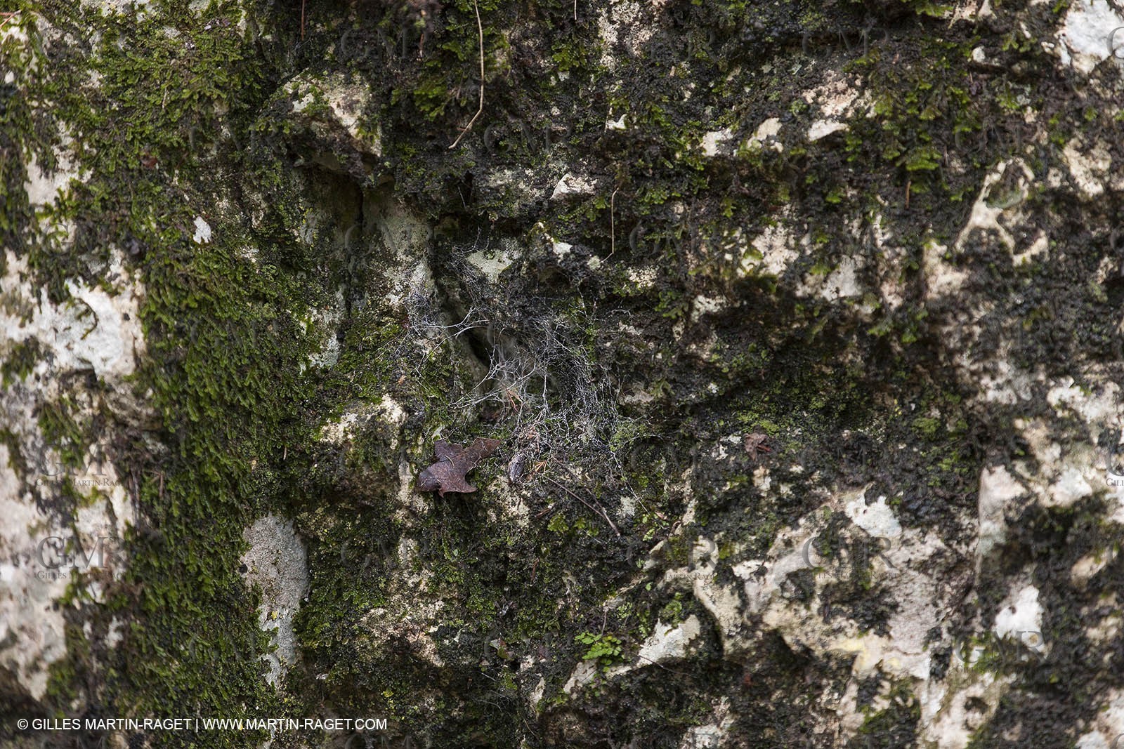 23 10 2012 - Gemenos (FRA) - Départemental Park of Saint Pons valley