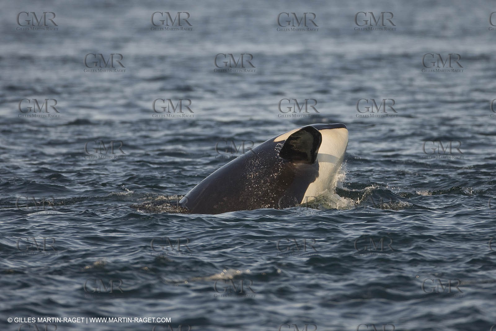 Animaux marins