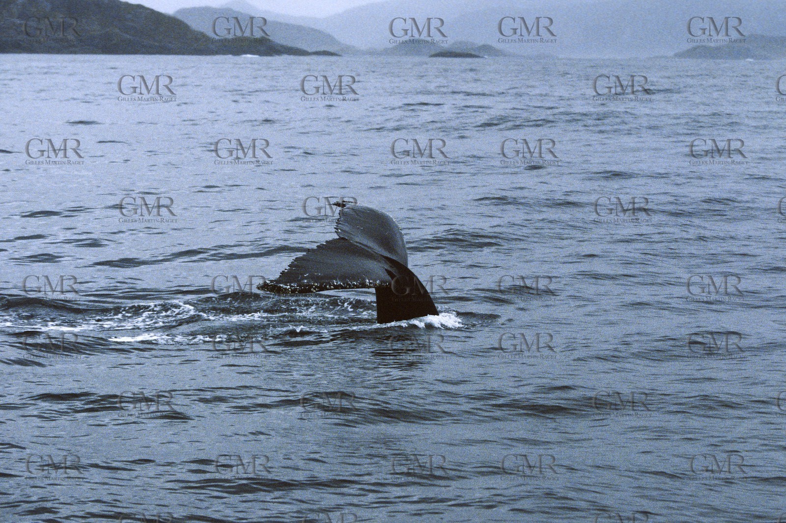 GMR_000206