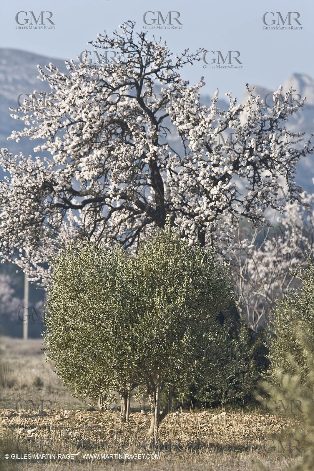 16 02 2008 - Saint Rémy de Provence (FRA, 13) - Alpilles hills landscapes