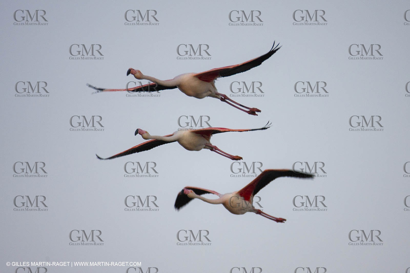 19 04 2011 - Arles (FRA,13) - Flamants roses à proximité du phare de la Gacholle