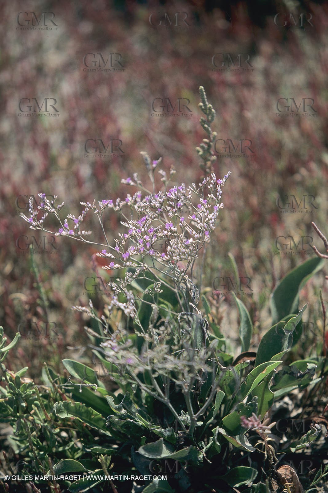 France, Provence, Camargue, Marais salant, Salted marshes