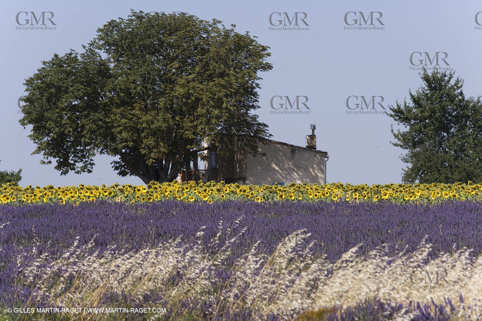 13 08 2007 - Valensole (04) - lavender fields on Valensole plateau