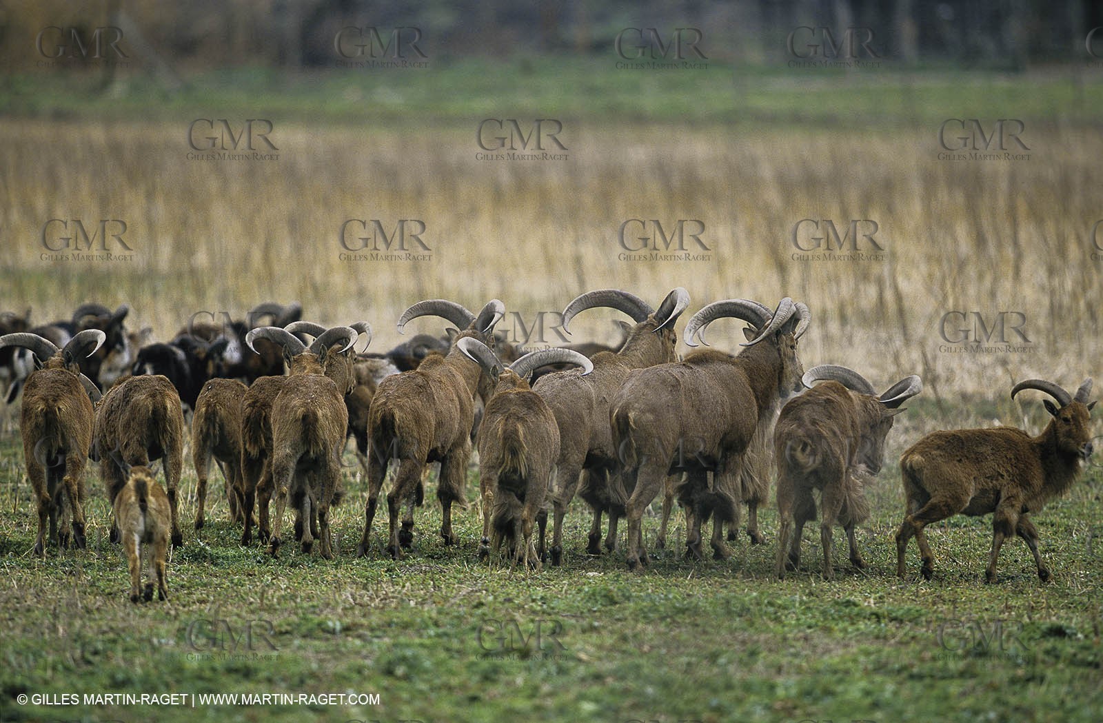 Camargue (FRA,13) - Animals in the Camargue - Goats