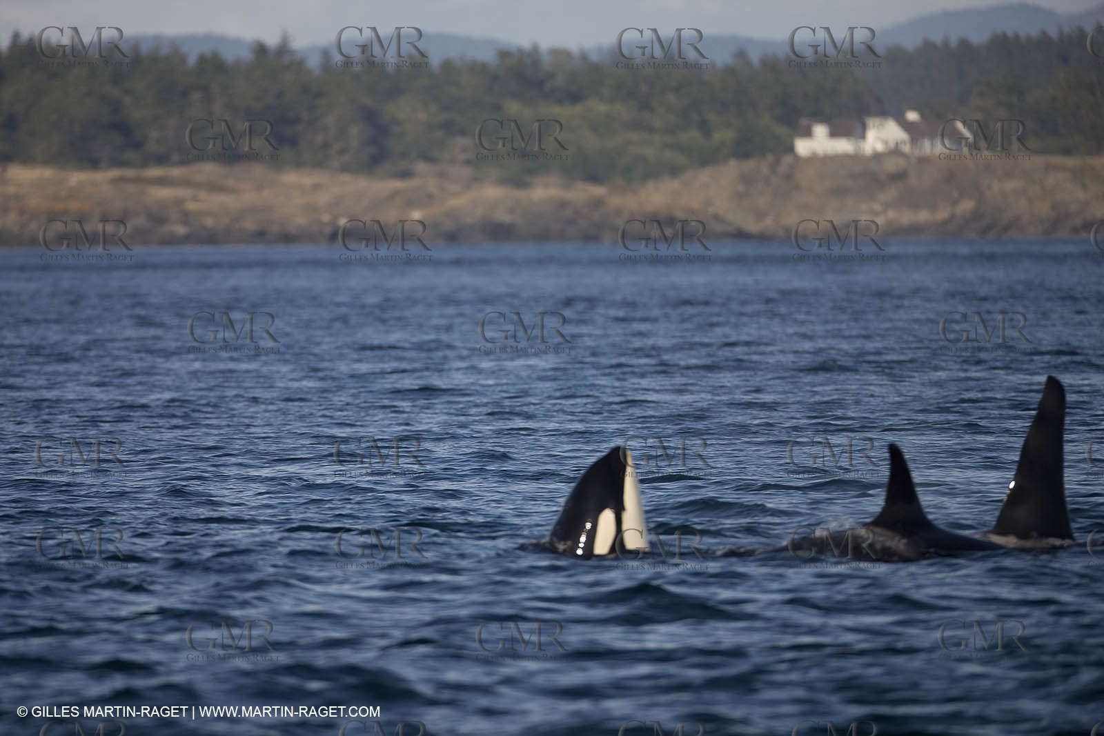 Animaux marins