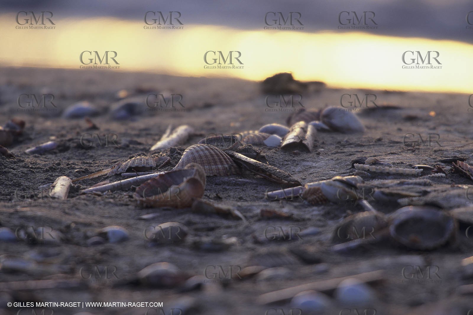 France, Provence, Camargue, Nature, plage, sable