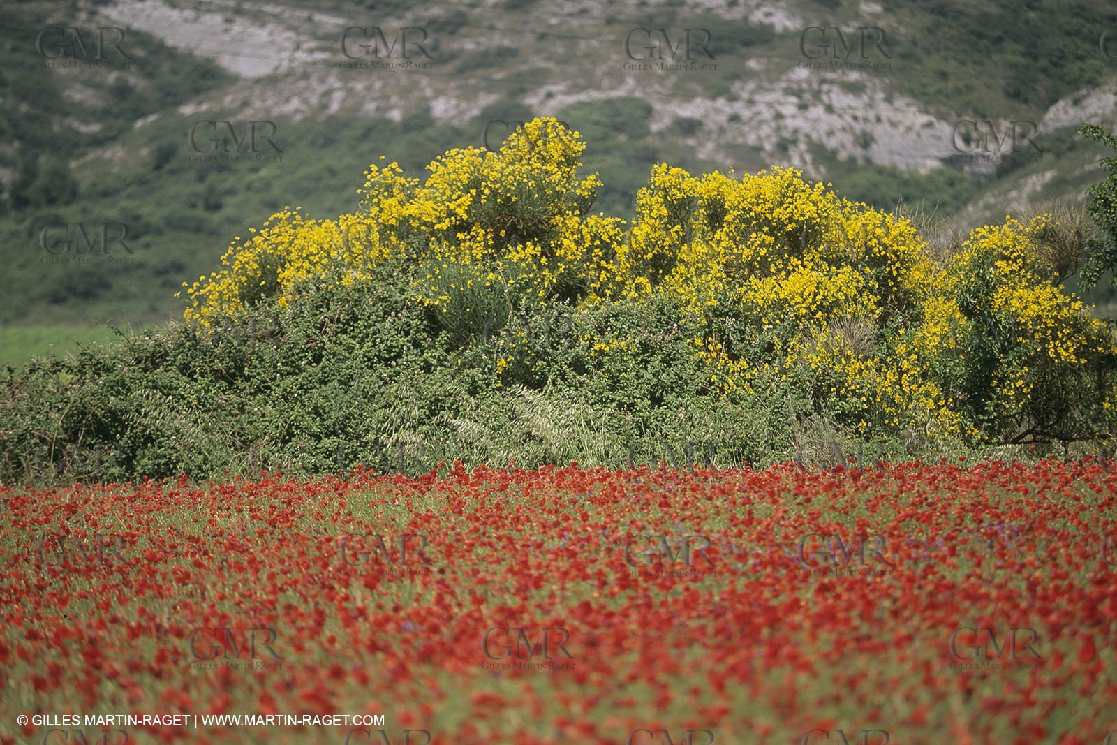 France, Provence, Champs de Coquelicots   Poppies fields