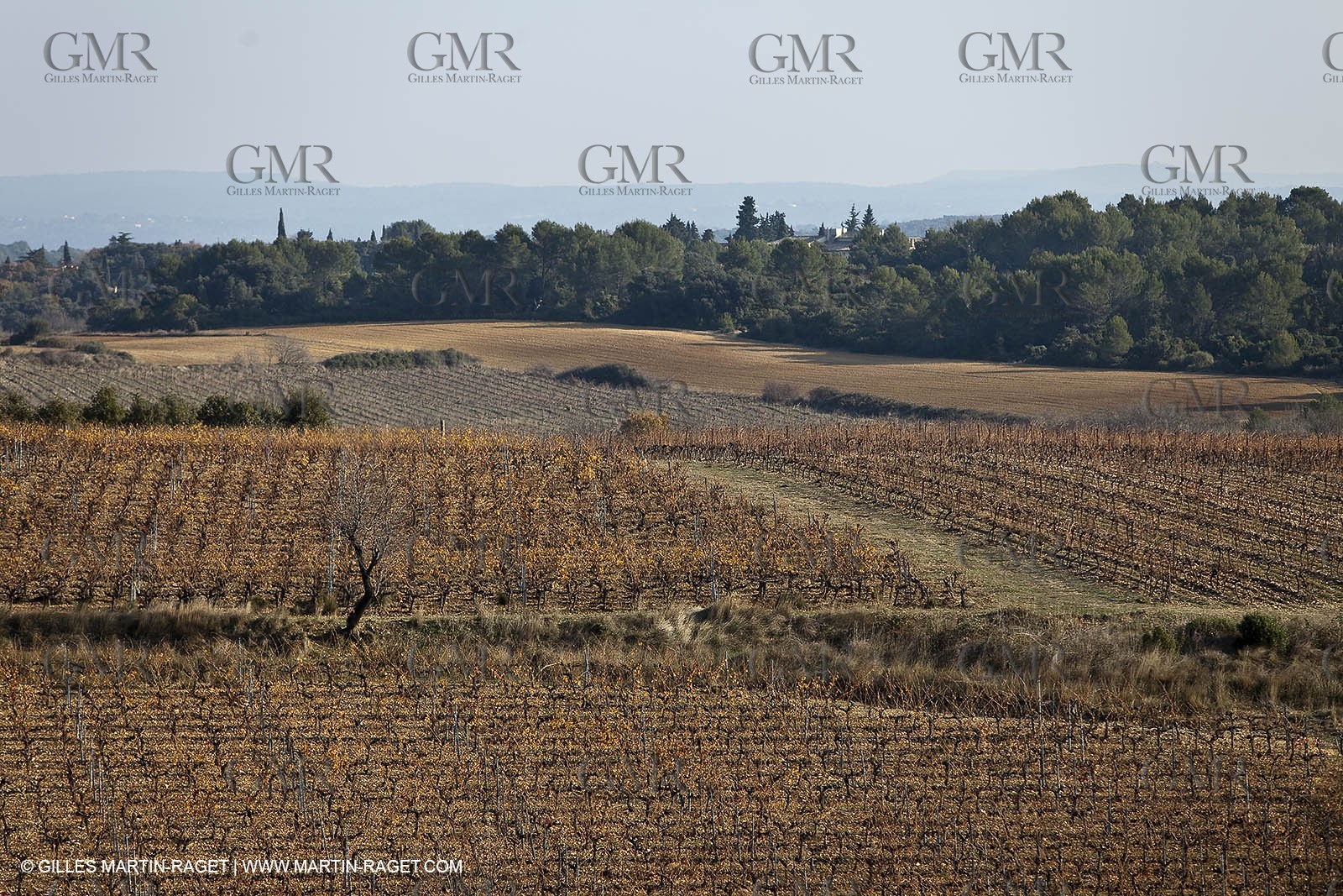 Saint Drézéry (FRA, 34), Domaine de Puech Haut
