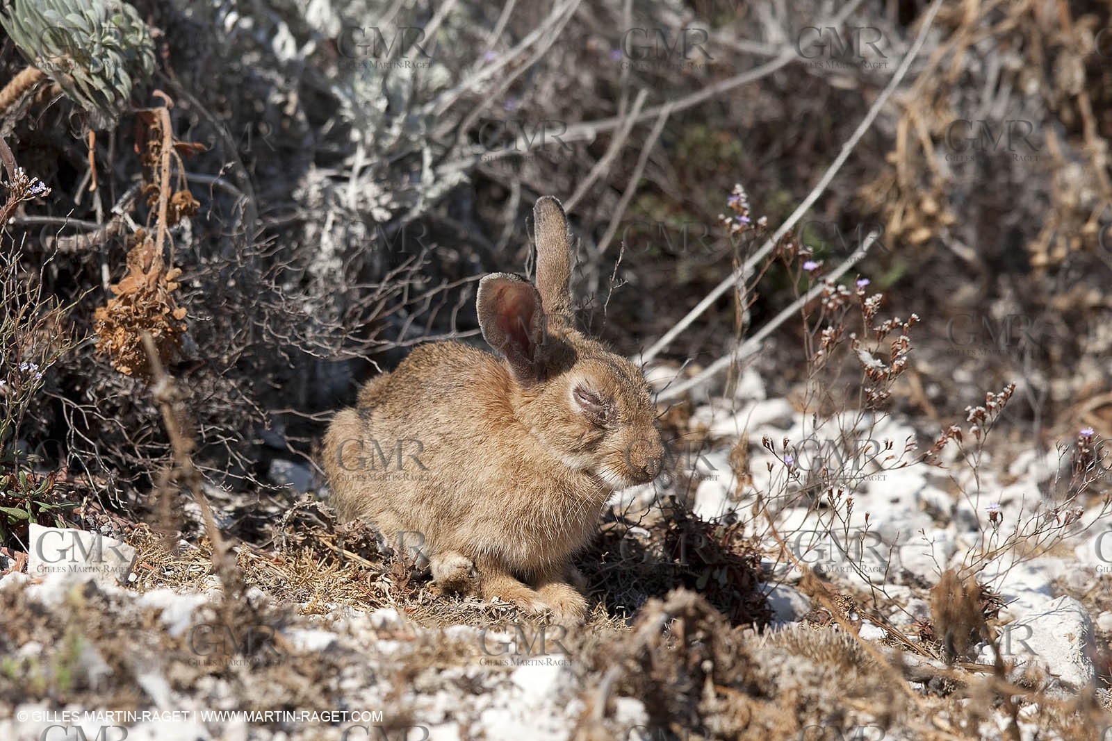 29 07 2009 - Marseille (FRA, 13) - Les Calanques - Riou island