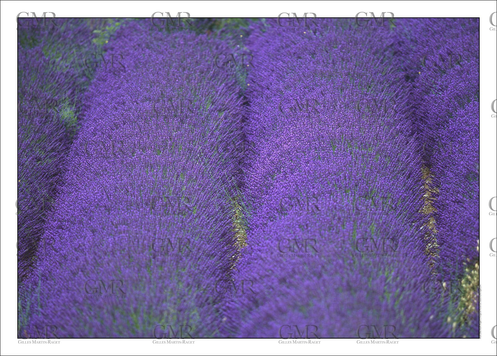 Lavander 8