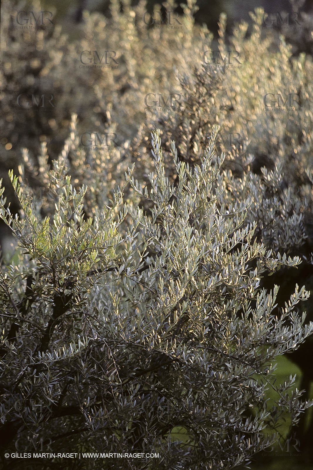France, Provence, Oliviers, oliveraies, olive trees