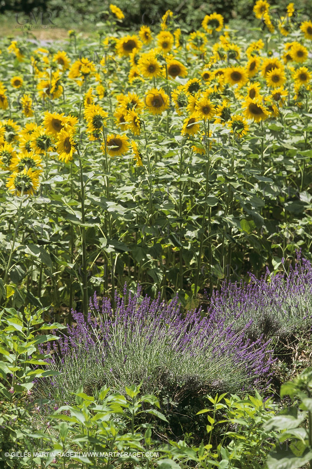 France, Provence, Champs de tournesols