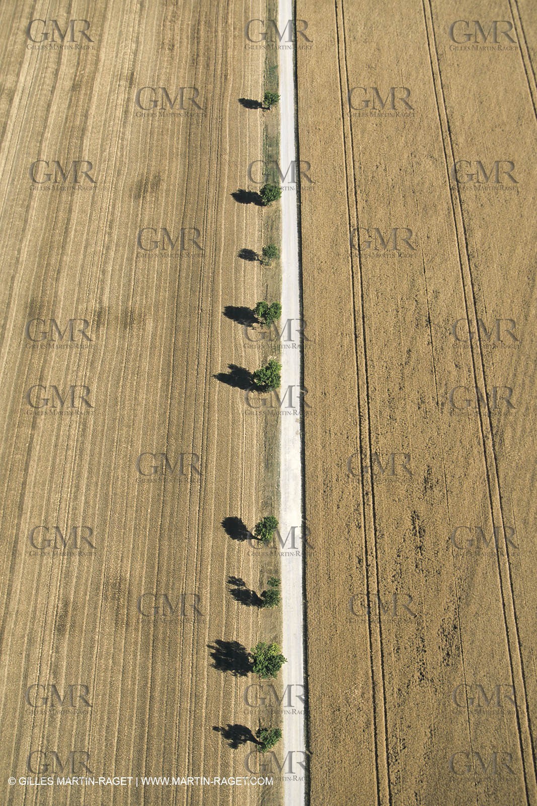Corn and Wheat fields on Valensole Plateau in higher Provence (France)