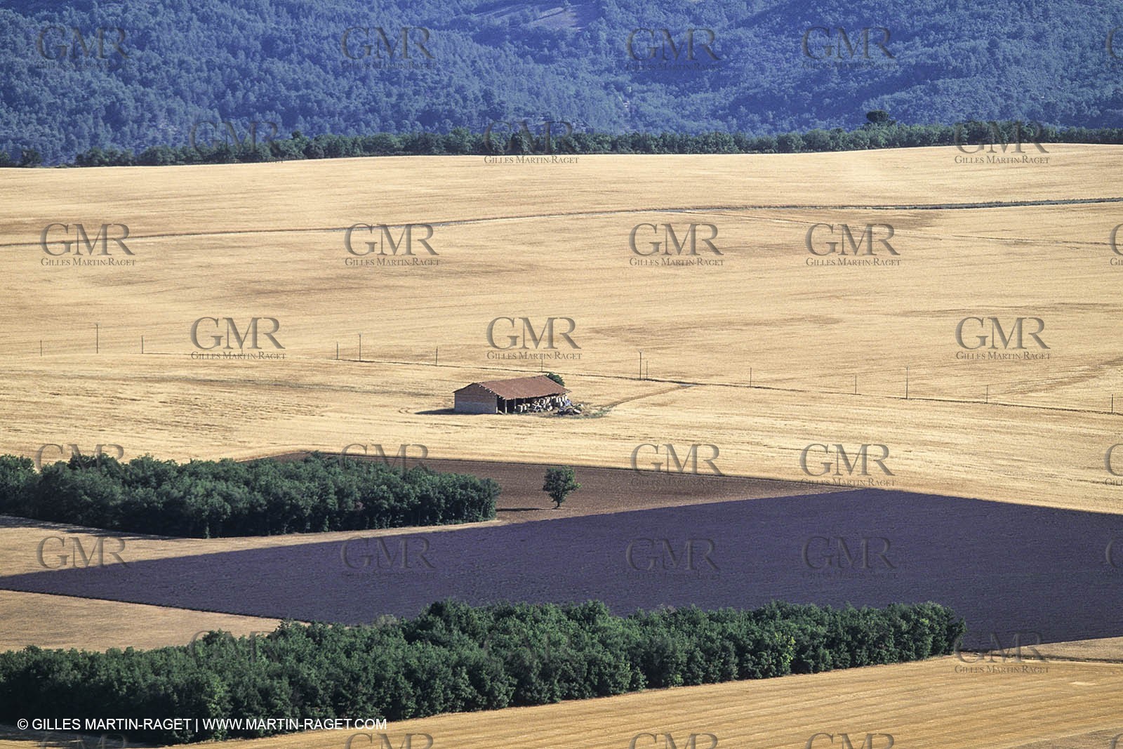 Juin 2005, Valensole (FRA,04) - Lavander fields