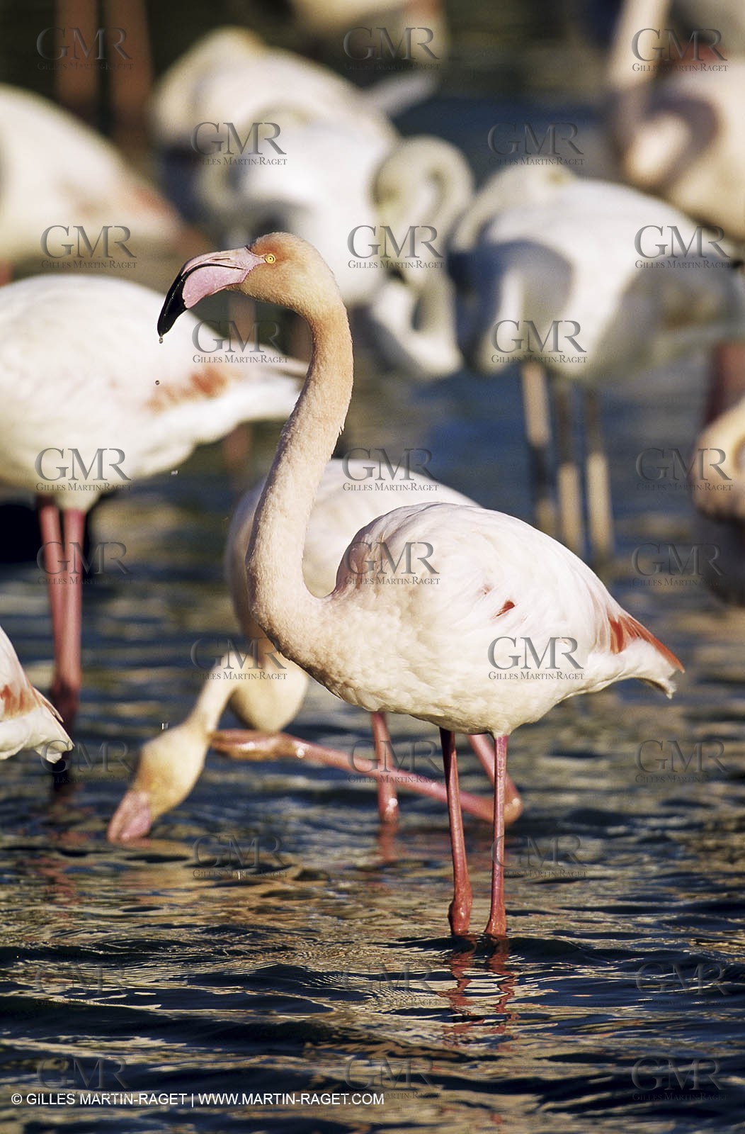 Camargue (FRA,13) - Flamants roses en Camargue