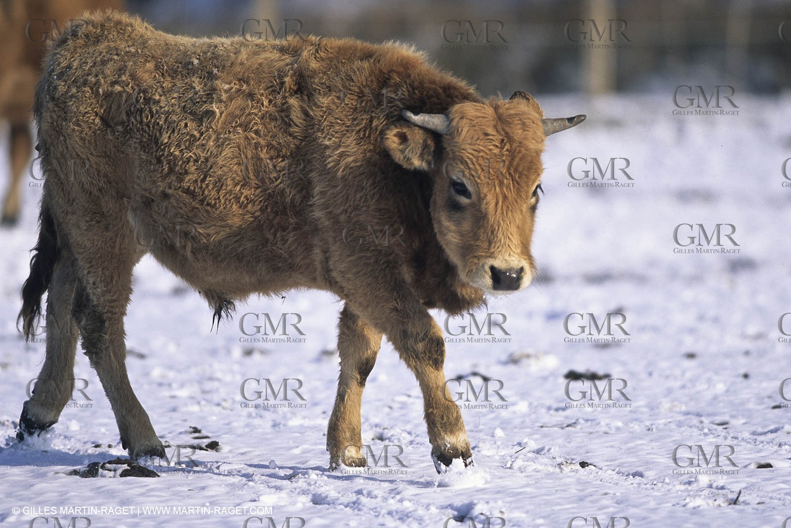 Provence under snow - Camargue