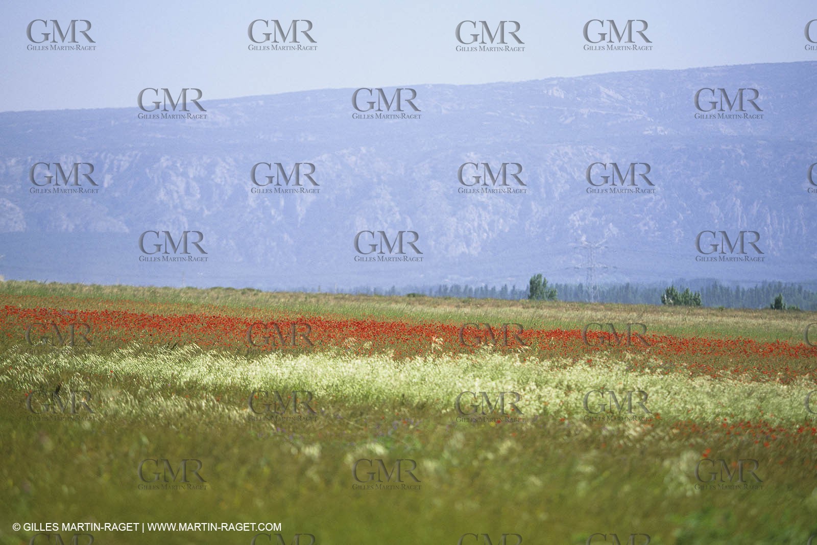 France, Provence, Champs de Coquelicots   Poppies fields