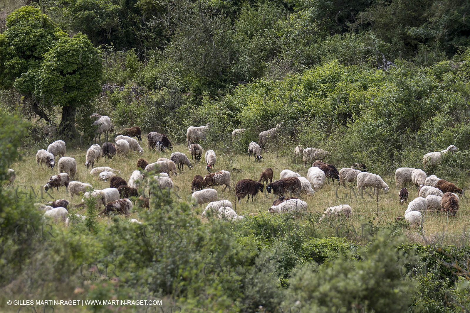 10 06 2018, Sivergues (FRA,84)