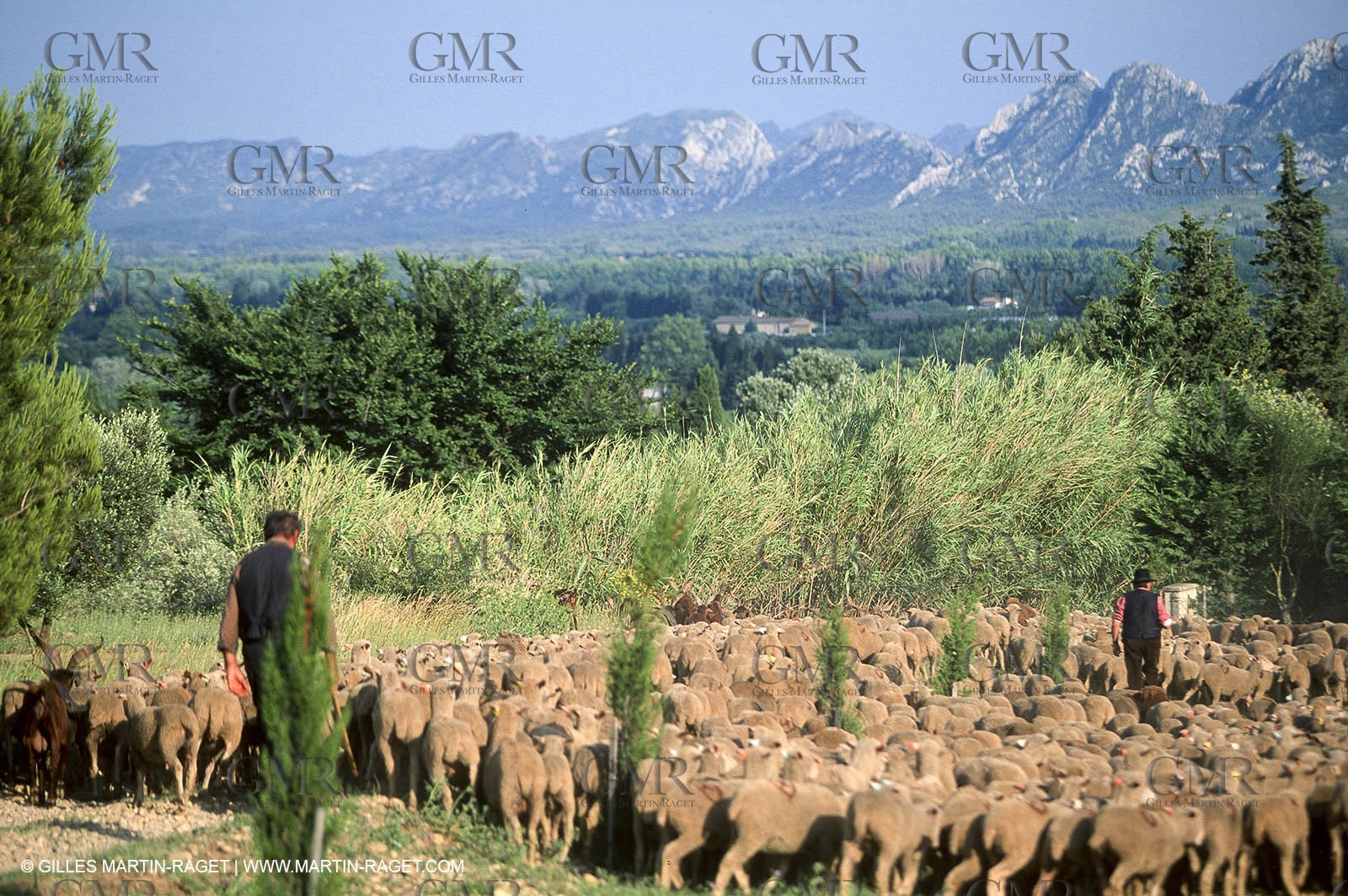 Saint Rémy de Provence (FRA,13) - Sheep stocks migration Fest