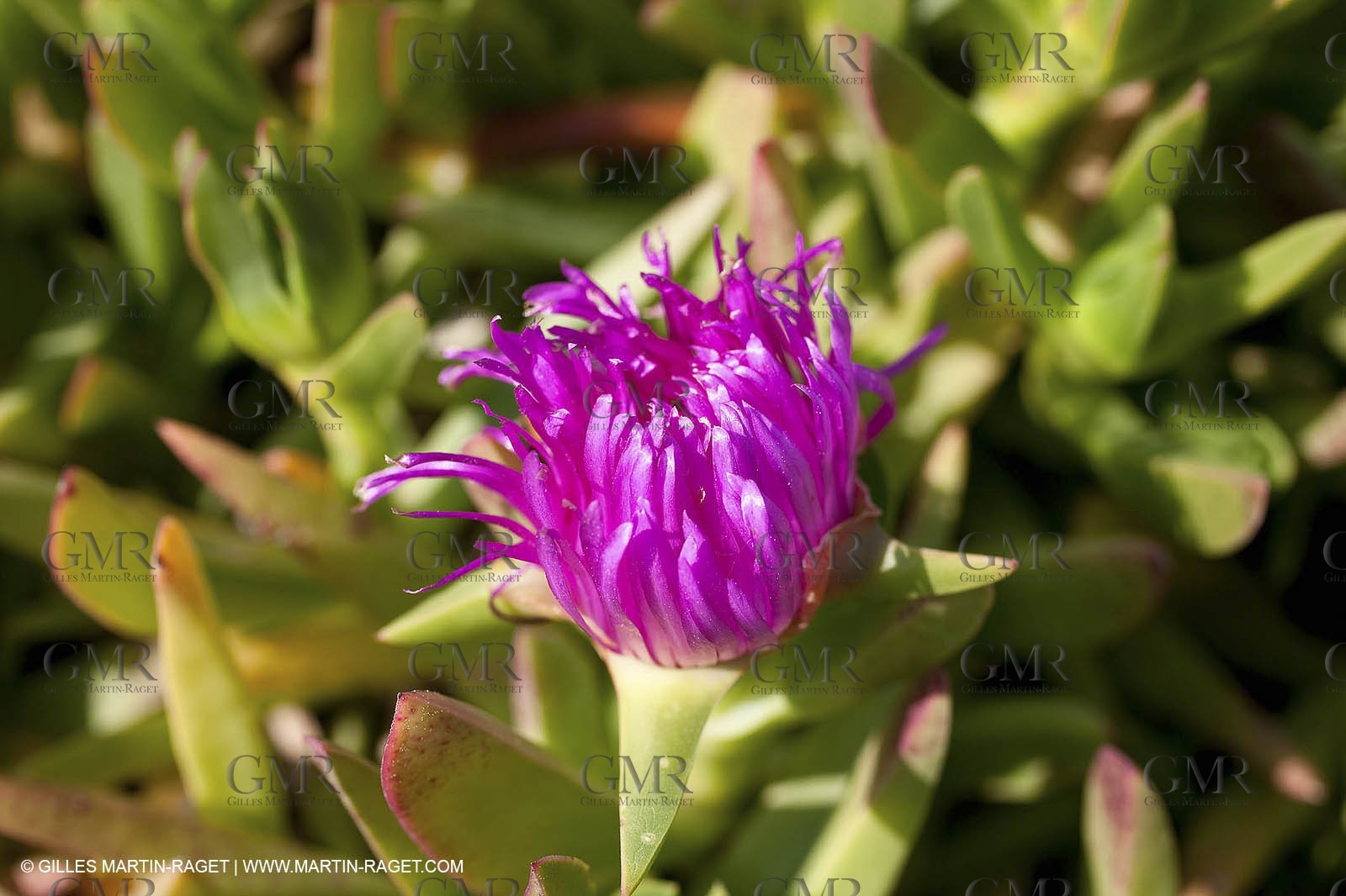 19 03 2009 - Marseille (FRA, 13) - Calanques - Calanque de Marseilleveyre