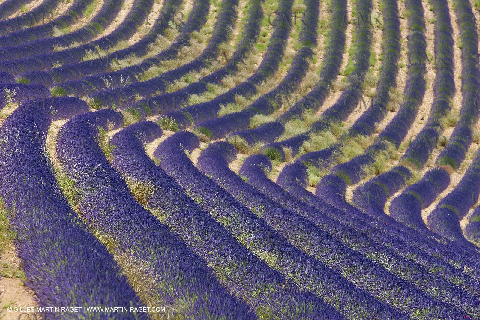27 06 2011 - Puimichel (FRA, 04) - Lavander fields
