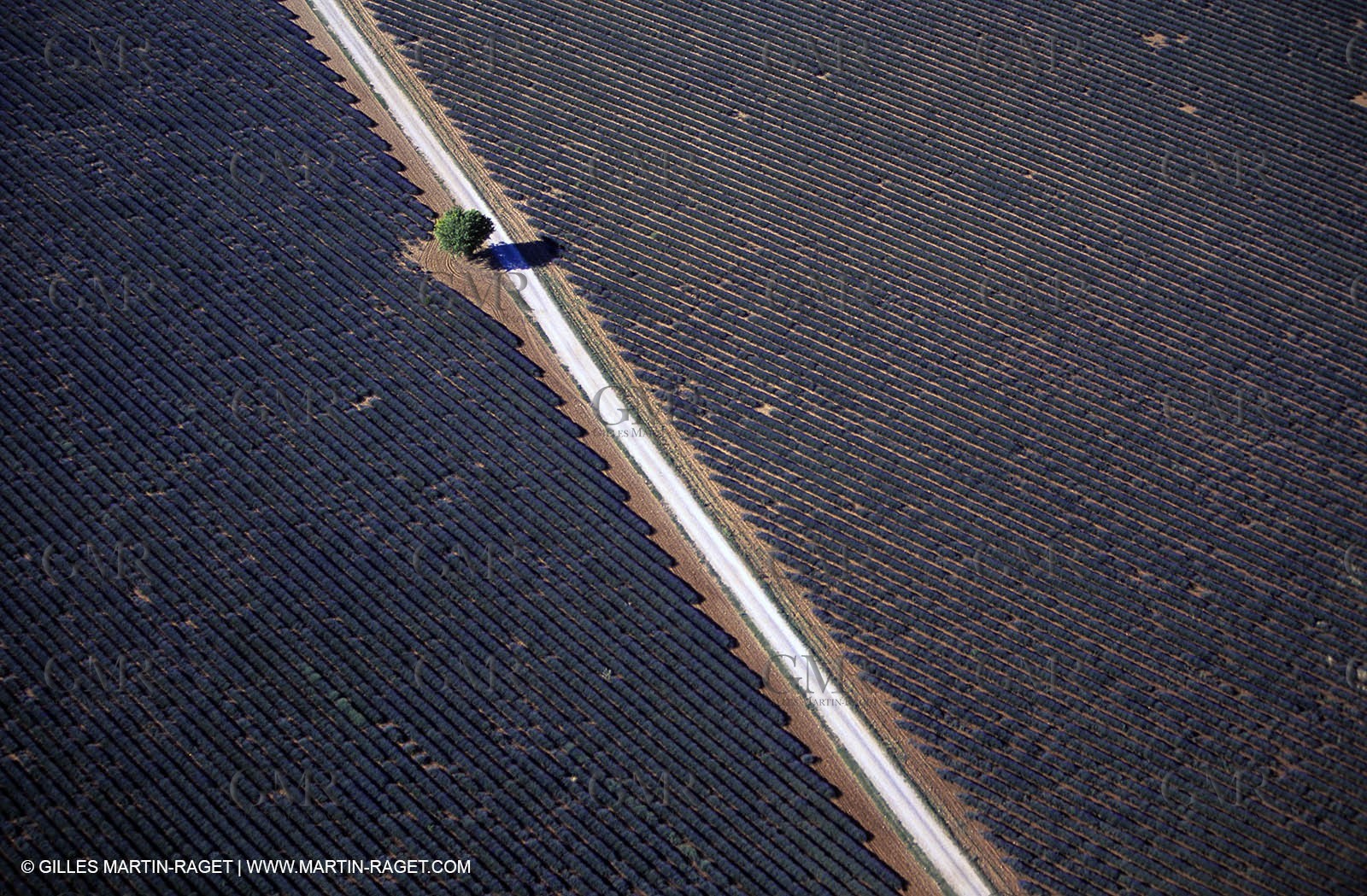 lavander fields , 2005  , Valensole plateau