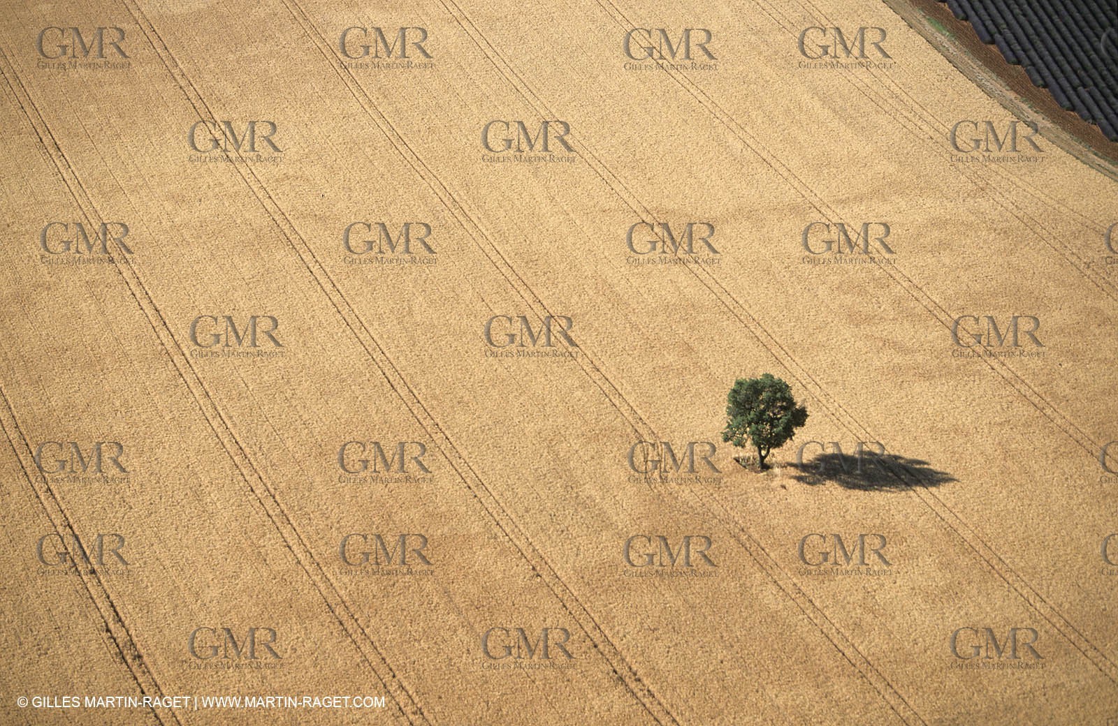 Juin 2005, Valensole (FRA,04) - Lavander fields