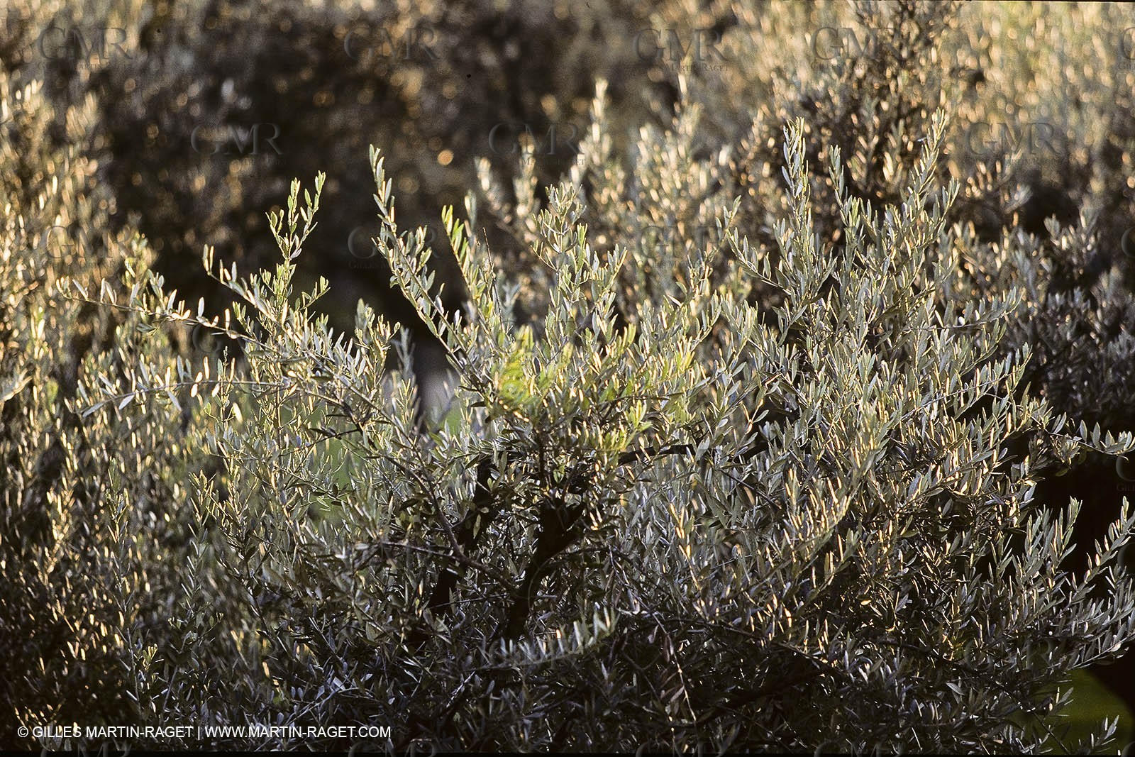 France, Provence, Oliviers, oliveraies, olive trees