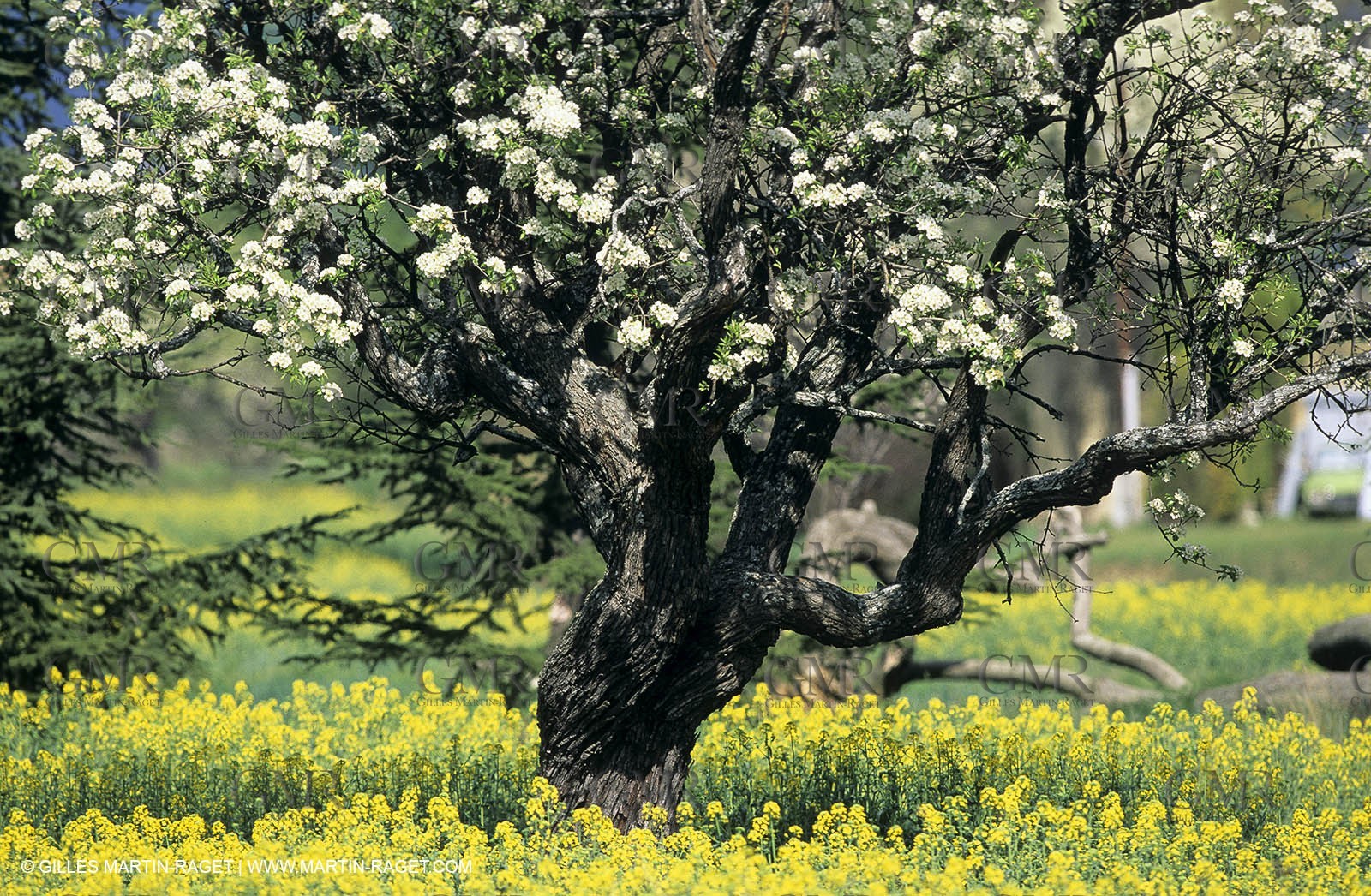 Alpilles (FRA,13), Rape fields