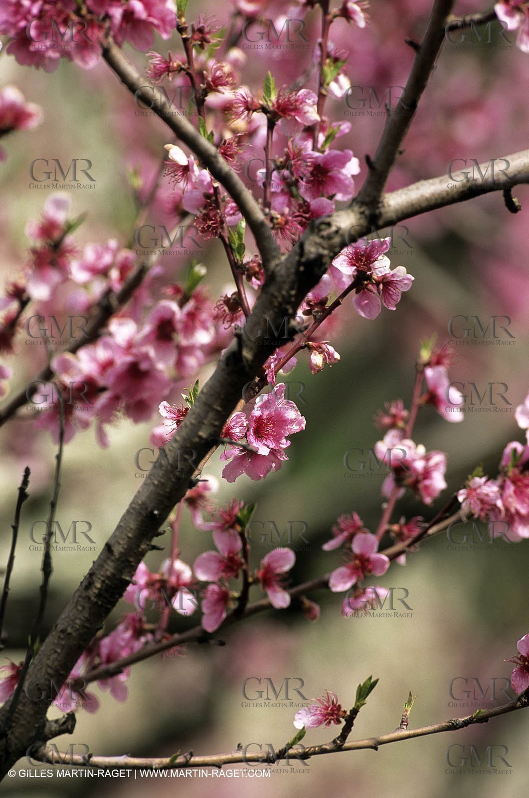 Luberon, Vaucluse (FRA,84) - Fruit trees blooming