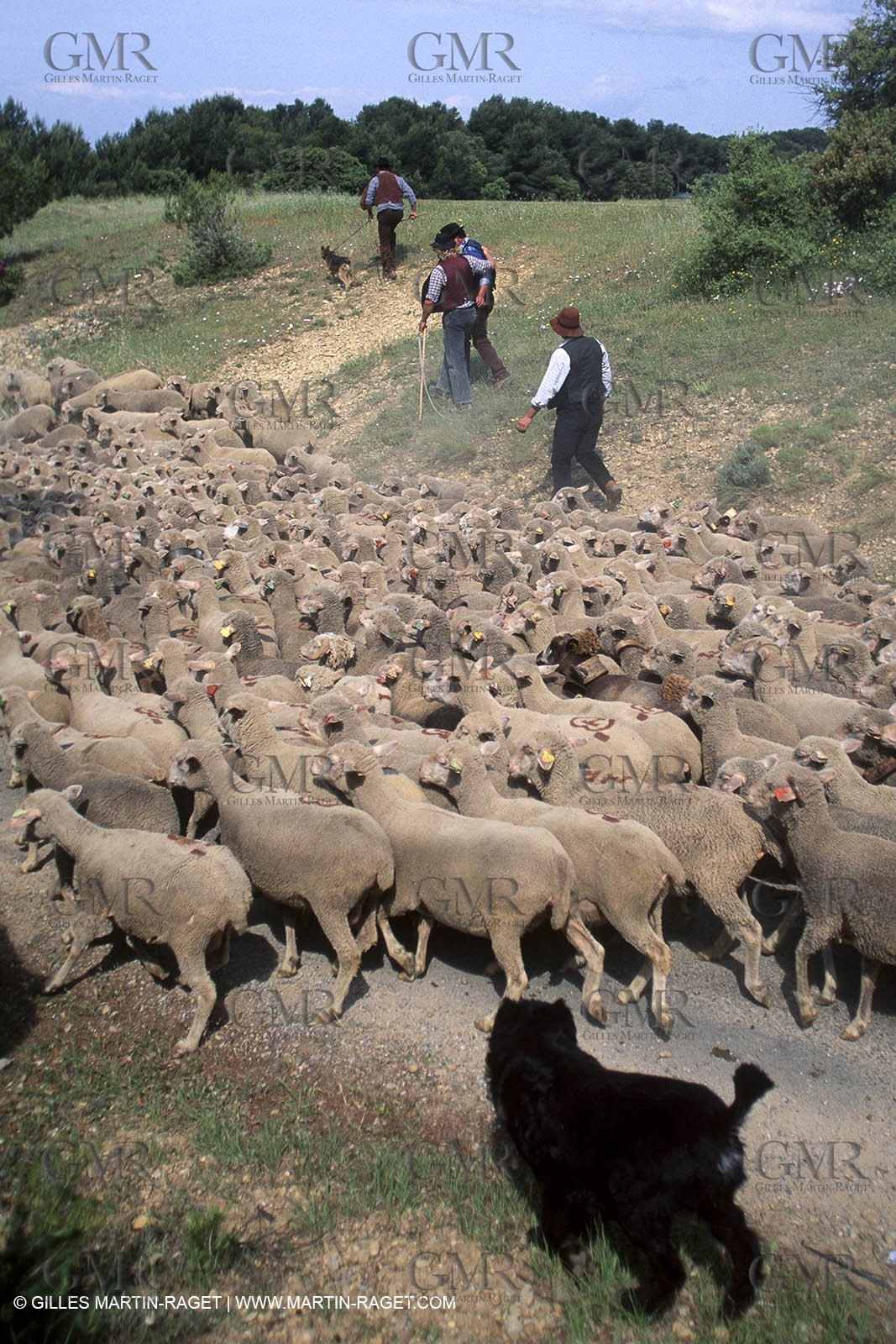 Saint Rémy de Provence (FRA,13) - Sheep stocks migration Fest