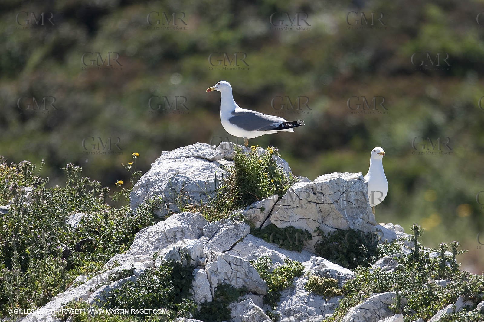 07 05 2009 - Marseille (FRA, 13) - Les Calanques - Riou