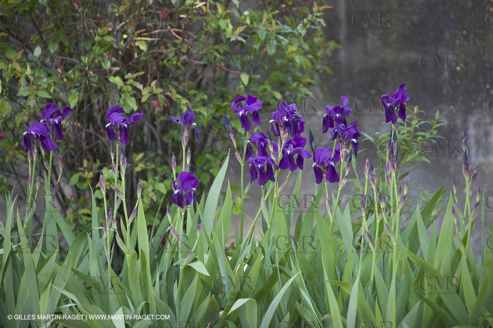 12 04 2008 - Saint Rémy de Provence - (FRA, 13) - Vincent Van Gogh south - Saint Paul de Mausole