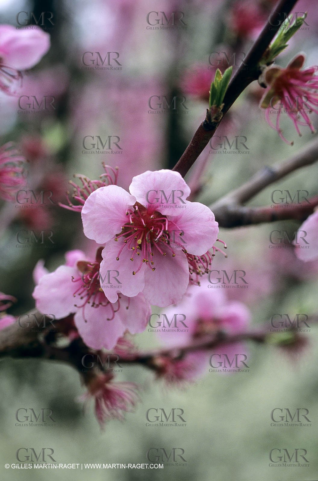 Luberon, Vaucluse (FRA,84) - Arbres fruitiers en fleur