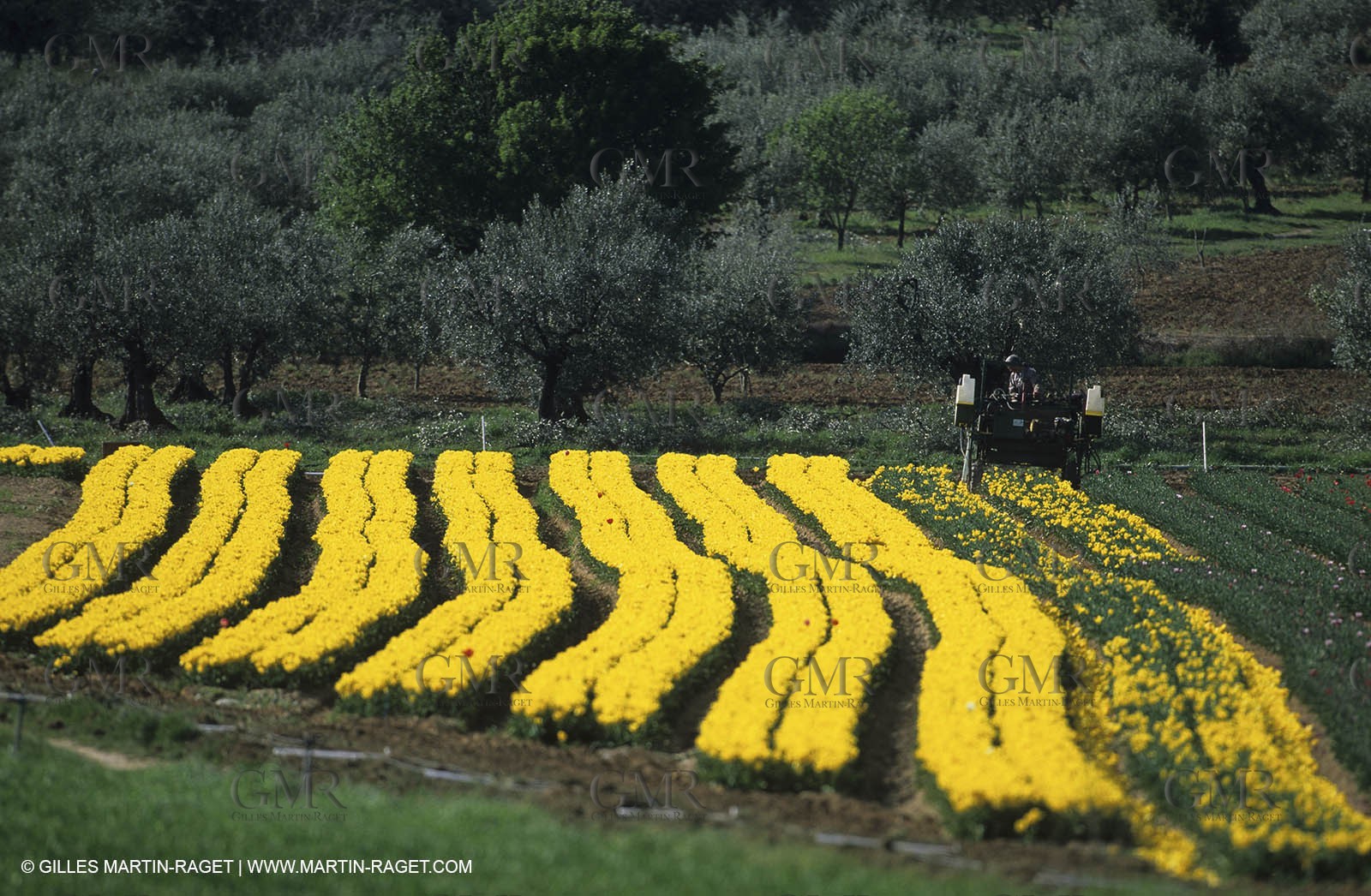 in the countryside of Forcalquier