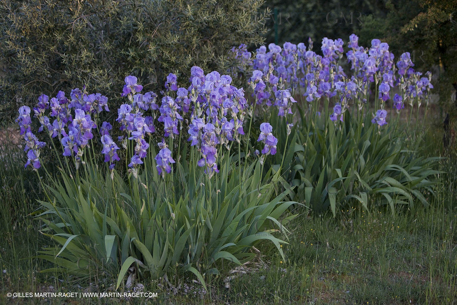 04 05 2008 - Saint Rémy de Provence (FRA, 13) - Alpilles hills landscapes