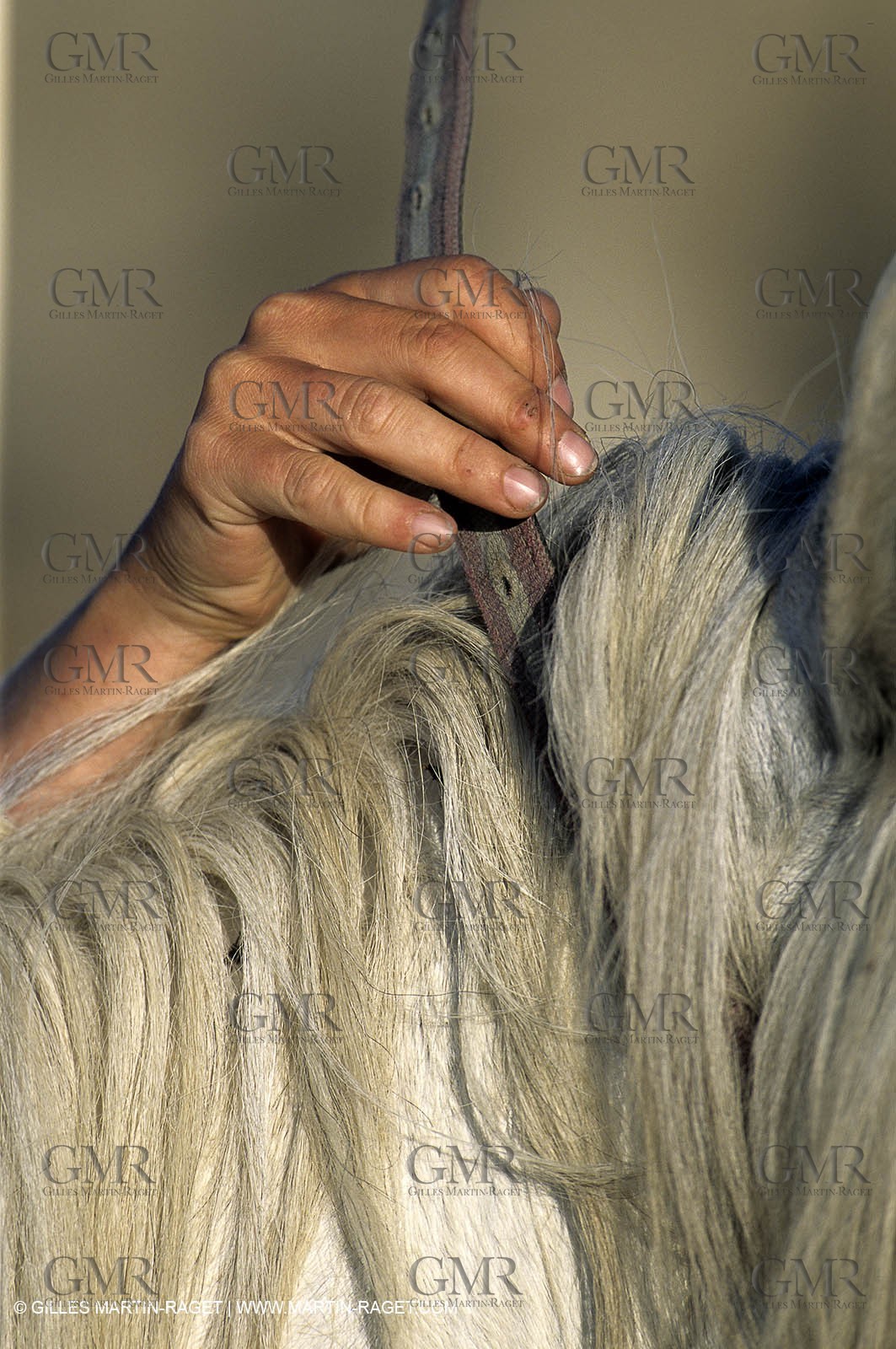 Camargue (FRA,13) - Gardians
