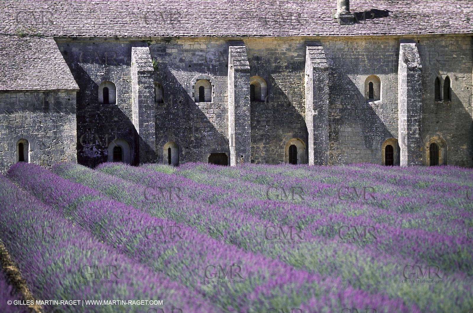 Hgher Provence - Lavender fields