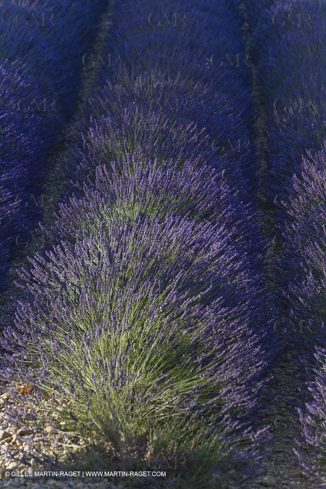 13 08 2007 - Valensole (04) - lavender fields on Valensole plateau