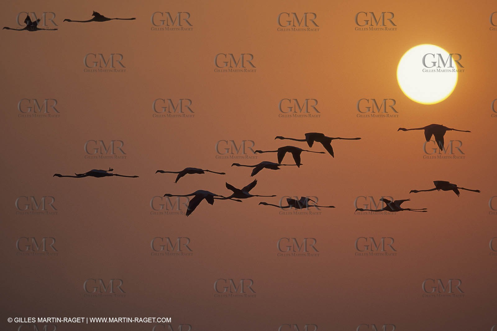 France, Provence, Camargue, Birds, Flamants, flamingos