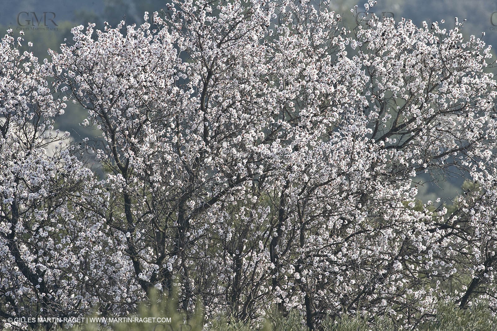 16 02 2008 - Les Baux de Provence (FRA, 13) - Alpilles hills landscapes