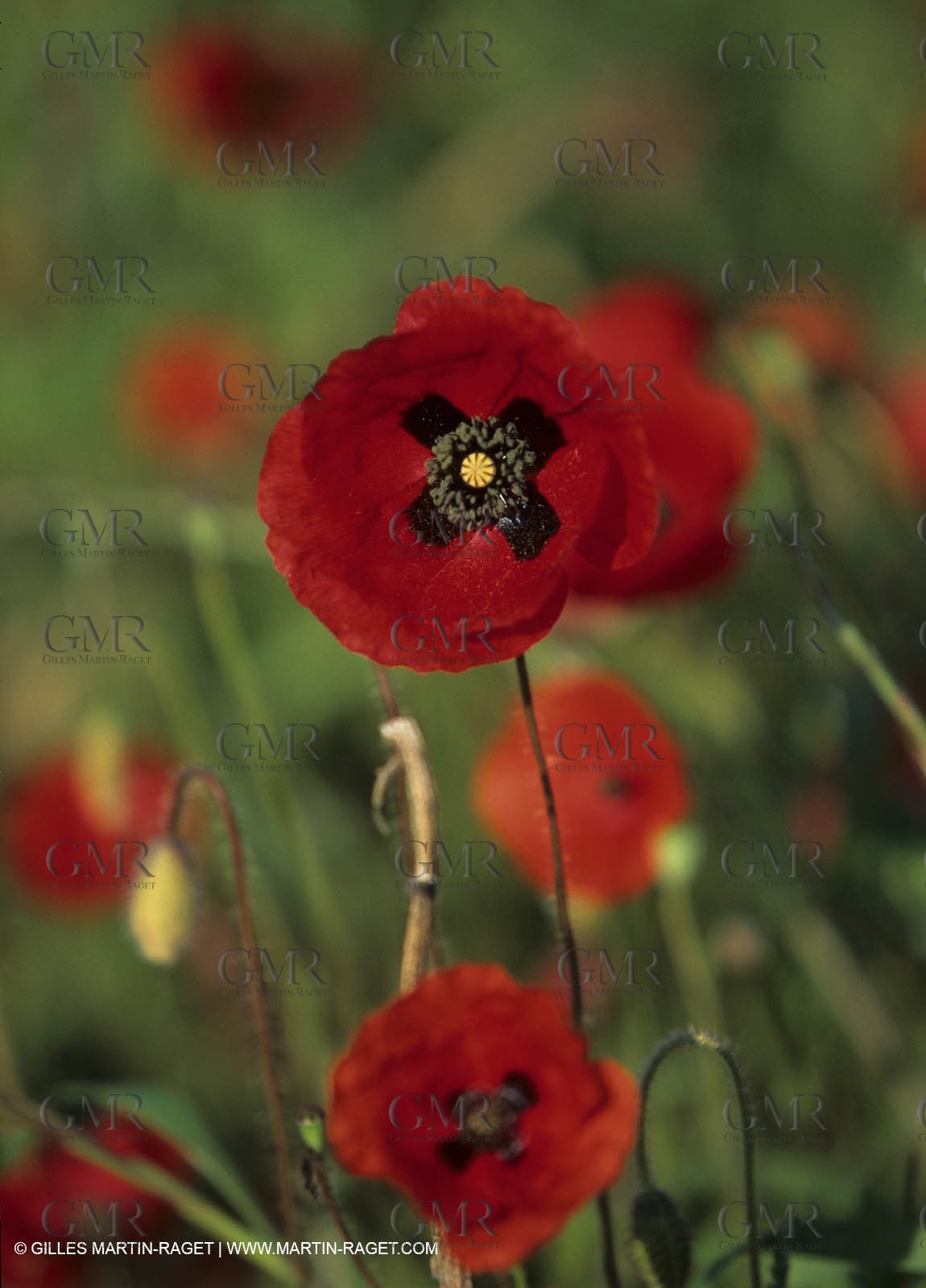 poppies