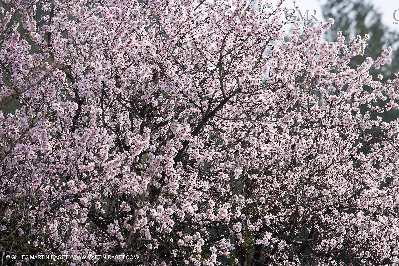 16 02 2008 - Les Baux de Provence (FRA, 13) - Alpilles hills landscapes